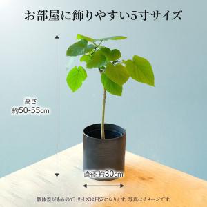 観葉植物 ウンベラータ 5寸 5号 選べる鉢カバーの詳細画像2