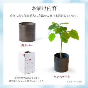 観葉植物 ウンベラータ 5寸 5号 選べる鉢カバーの詳細画像5