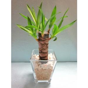 スクエア 9.5パイ サンゴ砂　ユッカ ハイドロカルチャー 水耕栽培 観葉植物 お中元 お歳暮 母の...