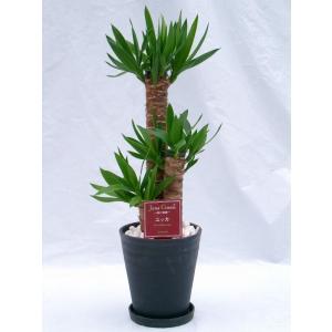 ユッカエレファンティペス-② ユッカ・エレファンティペス XL 【首都圏限定】 | 観葉植物の通販 AND