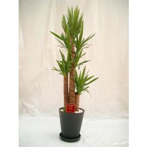 パンダガジュマル 10号 希少種 観葉植物 鉢植え 販売 苗 苗木 送料無料