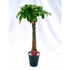 シュロチク 8号 シュロ竹 観葉植物 棕櫚竹 鉢植え 販売 苗 苗木 送料