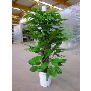 マングーカズラ 10号鉢 葉のボリュームもあり、エントランスなどのウエルカムグリーンに最適です。耐陰...