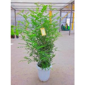 観葉植物キングパーム高さ約200cm 緑色 キングパーム