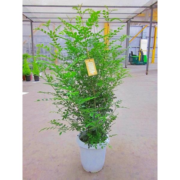 シマトネリコ 8号鉢 涼しげでサラサラと風に揺れる姿が癒される人気の観葉植物です。インテリアやガーデ...