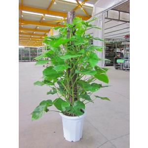 モンステラ 観葉植物 10号鉢 ハート型の大きな葉でモダンでスタイリッシュな観葉植物です。ウェルカム...