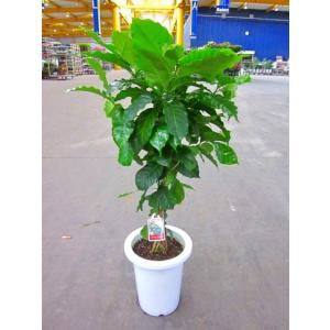 コーヒーの木 7号鉢 深い緑色のツヤツヤした葉っぱが特徴の美しい観葉植物です。きれいな緑がインテリア...