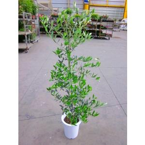 アグラオネマ スノーホワイト 8号 観葉植物 鉢植え 苗 苗木 木 販売