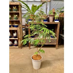 エバーフレッシュ ねむの木 8号陶器鉢植え 観葉植物 インテリア 鉢植え スタイリッシュ 母の日 父...