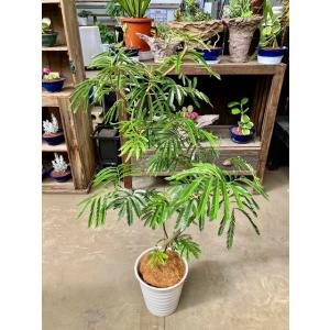 エバーフレッシュ ねむの木 8号陶器鉢植え 観...の詳細画像1