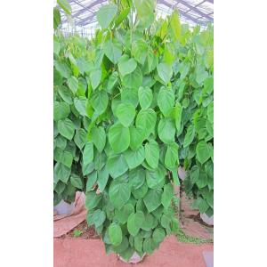 キングパーム 8号 ユスラヤシ ヤシ 観葉植物 インテリア 鉢植え