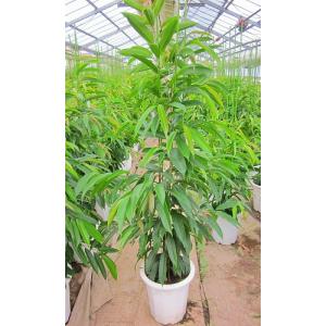 ショウナンゴムの木 10号 細葉タイプのゴムの木です。樹形が美しくインテリア雑誌にも登場する話題の観...