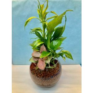 アンガスティ フォリア 曲がり 8号 観葉植物 シェフレラ 大鉢 鉢植え
