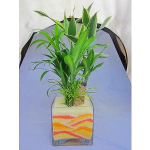 ハイドロカルチャー寄せ植え（カラーサンド）　スクエア15(イエロー)　手作りのため世界にひとつだけの...