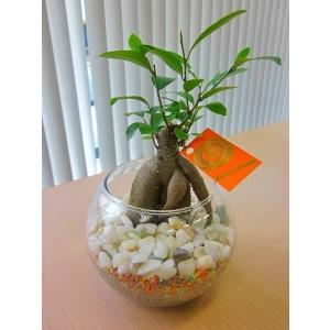 ハイドロカルチャー観葉植物 ガジュマル バブ１０（マゼペット）石のせ　人気の水耕栽培です。