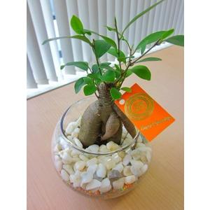 ハイドロカルチャー観葉植物 ガジュマル バブ1...の詳細画像1
