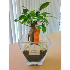 レア！観葉植物　大きなガジュマル　水耕栽培　ガラス容器 ハイドロカルチャー観葉植物 ガジュマル スクエアガラスベース（炭）石