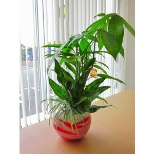 トックリヤシモドキ 10号 ボトルパーム 観葉植物 インテリア 鉢植え
