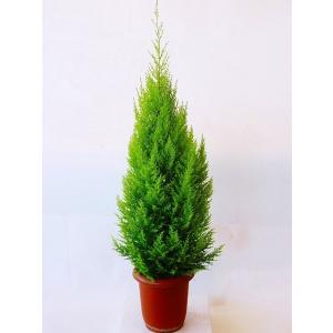 ゴールドクレスト・ウィルマ 8号 もみの木の代わりとして、クリスマスシーズンに大人気の観葉植物です。クリスマスツリーを楽しみませんか。