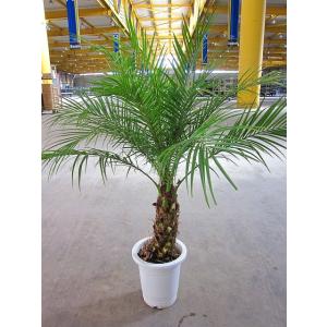 フェニックス ロベレニー 8号 ロベリニー ロベニー ヤシ シンノウヤシ 観葉植物 鉢植え 販売 苗...