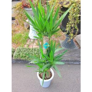 ユッカ・エレファンティペス 8号 観葉植物 イ...の詳細画像1