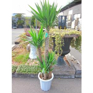 ユッカ・エレファンティペス 10号