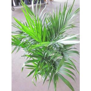 ケンチャヤシ 7号 観葉植物 鉢植え 販売 苗...の詳細画像2