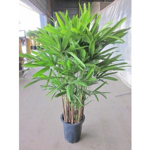 カンノンチク 10号 観音竹 観葉植物 鉢植え 販売 苗 苗木 鉢植え 送料無料 インテリア 贈り物...