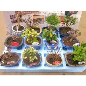 ミニ盆栽 おまかせ 8鉢セット 陶器鉢 鉢植え 鉢 植物 用土 送料無料
