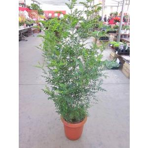 シマトネリコ 10号 観葉植物 鉢植え 販売 ...の詳細画像1
