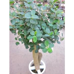 パンダガジュマル 10号 希少種 観葉植物 鉢...の詳細画像1