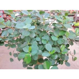 パンダガジュマル 10号 希少種 観葉植物 鉢...の詳細画像2