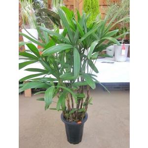 シュロチク 10号 シュロ竹 観葉植物 棕櫚竹 鉢植え 販売 苗 苗木 送料