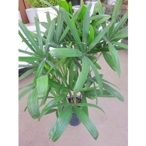 カンノンチク 8号 観音竹 観葉植物 鉢植え ...の詳細画像1