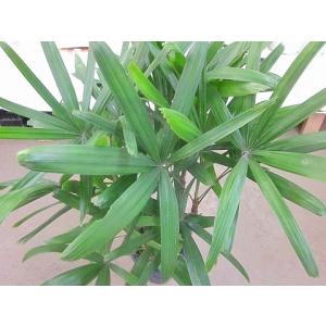 カンノンチク 8号 観音竹 観葉植物 鉢植え ...の詳細画像2