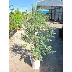 オリーブの木 10号 観葉植物 販売 木 苗 苗木 鉢植え 常緑樹 南欧の樹木 希少種 送料無料 限...