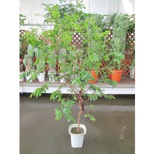 ジャボチカバ 実付き テレビで紹介されました！