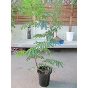 エバーフレッシュ 8号 ねむの木 観葉植物 インテリア 鉢植え スタイリッシュ 母の日 父の日 苗 ...