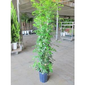 パンダガジュマル 10号 希少種 観葉植物 鉢植え 販売 苗 苗木 送料無料