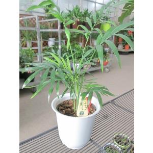シェフレラ ホンコン カポック 10号 ヤドリフカノキ 観葉植物 空気清浄