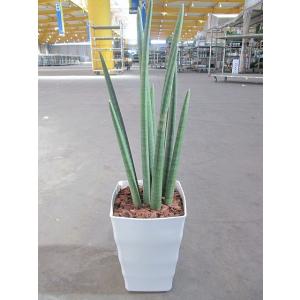 サンスベリア スタッキー 8号 サンセベリア 観葉植物 鉢植え 販売 苗 苗木 送料無料 インテリア...