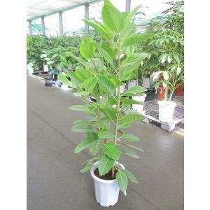 ジャワゴム 8号 観葉植物 ムクゲゴムノキ 希少種 限定 鉢植え 販売 苗