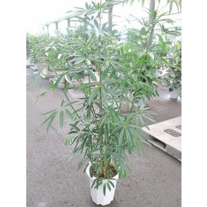 フィカス・ベンジャミン 10号 観葉植物 鉢植え 販売 苗 苗木