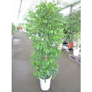 フィカス・ベンジャミン 10号 観葉植物 鉢植え 販売 苗 苗木 送料無料 インテリア 贈り物 ギフ...