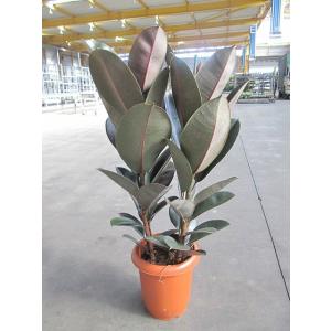 ココヤシ 7号 ヤシの木 観葉植物 ヤシの実 ヤシノミ 送料無料 ココナツ