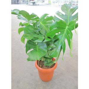 観葉植物 ハート型の商品一覧 通販 Yahoo ショッピング