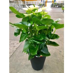 アンスリウム（アンスリューム）赤 8号鉢 四季咲きで花持ちが良く