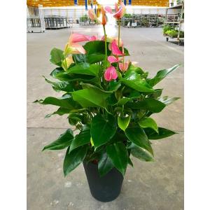 ［現品］10番　フランスゴムノキ　曲がり　7号　フィカスルビギノーサ　観葉植物 観葉植物 本物 フランスゴム（フィカス・ルビギノーサ）7号鉢