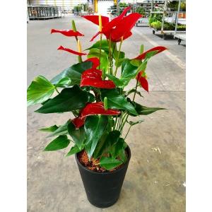 アンスリウム（アンスリューム）白 8号鉢 四季咲きで花持ちが良く