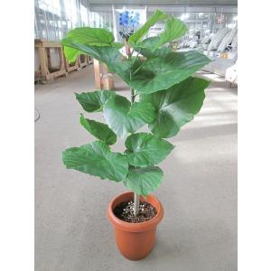 フィカス・ウンベラータ 8号 ゆったりしたハート形の大きな葉っぱと、独特の樹形をいっしょに楽しめるの...